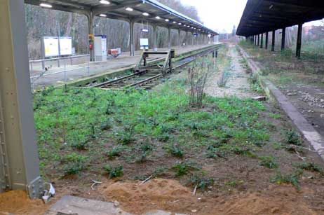 Das erste, was Gäste, die mit der Bahn anreisen, von Travemünde sehen: Der Dschungel am Bahnsteig. Hoffentlich ziehen sie daraus keine Rückschlüsse auf den Rest des Ortes und steigen gleich wieder in den Zug. Foto: VÖGELE
