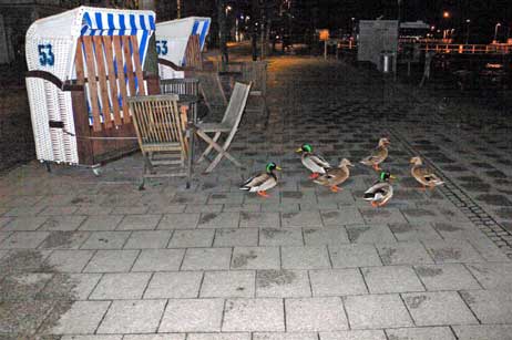 Die Entenfamilie störte der Sturm nicht, sie hatte nur Futter im Sinn. Foto: KARL ERHARD VÖGELE