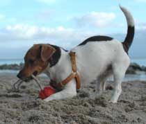 Ob hier irgendwo ne Bronze-Skulptur verbuddelt ist? Jack-Russel-Welpe »Willi« war dabei. Foto: HN