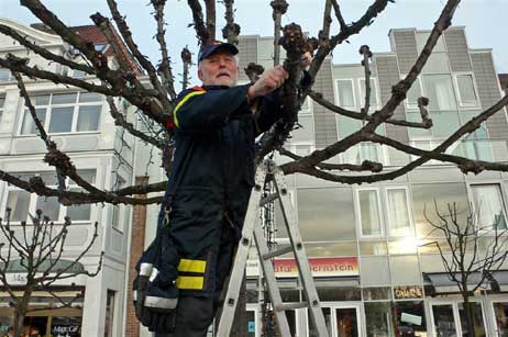 Die Männer von der Freiwilligen Feuerwehr haben heute die Glühbirnen von den Kastenlinden in der Vorderreihe abgenommen. Foto: KARL ERHARD VÖGELE