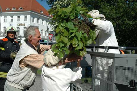 Wie jetzt den sperrigen Ast mit dem Bienenvolk aus dem Korb kriegen? Gerda Diestel, Lebensgefährtin von Imker Kronacher, und Kollege Günther Bremer packen mit an. Foto: HELGE NORMANN