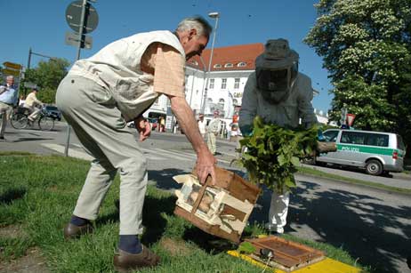 Günther Bremer (links) hält den Kasten, in die Friedrich Kronacher gleich das Bienenvolk hineinschüttelt. Hoffentlich ist die Königin dabei! Foto: HELGE NORMANN