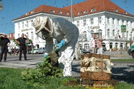 Umschwirrt von Bienen tut der Imker seine Arbeit. Foto: HELGE NORMANN
