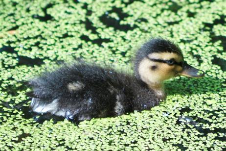 Kleiner Ausflug: meist schwammen die Entenkinder unbekümmert im Teich herum. Foto: KEV 