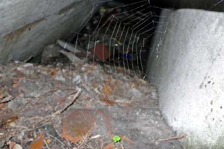Stumme Zeugen der Kriegs-Schrecken. Die alten Bunkerreste auf dem Priwall wurden gesprengt, aber bis heute nicht entfernt. Ein Blick ins Innere. Foto: KARL ERHARD VÖGELE