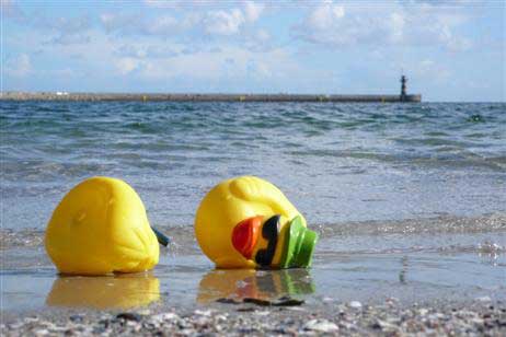 Gestrandete Enten. Foto: KARL ERHARD VÖGELE 