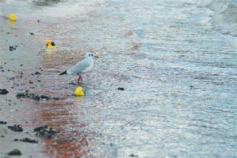 Die Travemünder Möwen interessierten sich kurzfristig für die Aktion, glaubten wahrscheinlich an eine willkommene Mahlzeit. Aber Renn-Enten sind unverdaulich. Foto: KARL ERHARD VÖGELE 