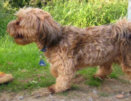 Havaneser Vilou misst grade mal 25 Zentimeter. Aber Hund ist Hund, und Leine ist Leine. Foto: RD