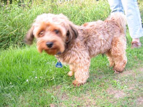 Wo sollen Hunde wie Vilou noch frei laufen? Foto: RD