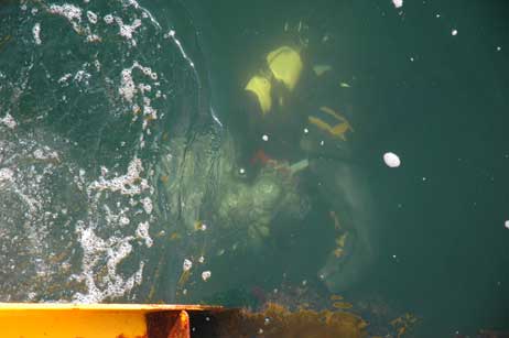 10 Meter ist das Wasser an der Nordermole tief. Die Taucher müssen bis auf den Grund, denn da sucht man ja üblicherweise nach vermissten Personen oder Gegenständen. Foto: RD 
