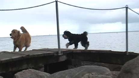 Vor wenigen Tagen kamen Vierbeiner noch bequem über den Hunde-Badesteg ins Wasser. Foto: RD 