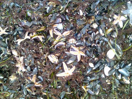 Der Sturm hat neben Miesmuscheln auch abertausende von Seesternen an den Strand gespült. Die müssen auch abgefahren werden, sonst riecht es bald... 