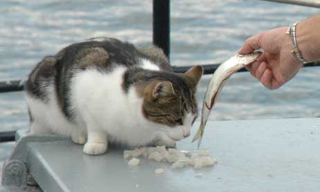 Nach jeder Fahrt gibt es für Bordkater Bacci einen Hering. Foto: HELGE NORMANN