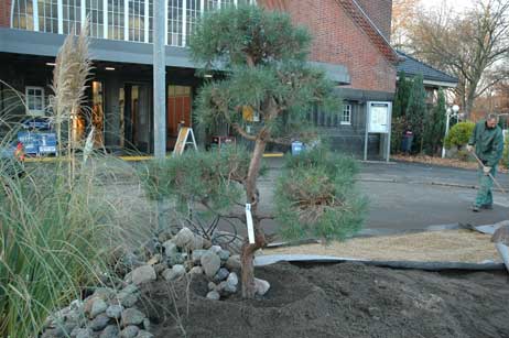 Tüpfelchen auf dem »i«. Die Bonsai-Kiefer. Foto: HELGE NORMANN