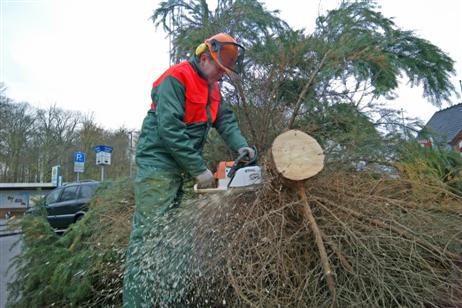 Roland Schneider, Jugendwart und Leiter der Jugendfeuerwehr Travemünde legt selbst Hand an. Der Baum wird auf die richtige Länge gebracht und anschließend der Durchmesser des Stammes auf genau 20cm reduziert, passgenau für die über einen Meter tief eingelassene Standhülse im Rondell.