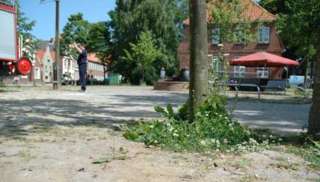 Das hätte locker für einen großen gemischten Salat gereicht: Da monatelang Baustellen-Gerätschaften auf dem Marktplatz lagerten, konnte das Unkraut in Ruhe wachsen. Foto: TA 