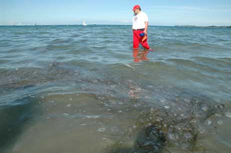 DRK-Wachgänger Andreas Döpke guckt im Wasser am Priwall-Strand nach Feuerquallen. In dem Quallenfeld wird er schnell fündig. Am häufigsten sind zwar die harmlosen heimischen Ohrenquallen, aber es sind vereinzelt auch Feuerquallen aus der Nordsee darunter. Foto: TA