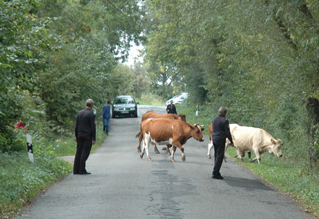 Travemünde Aktuell: Rindviecher auf der Straße
