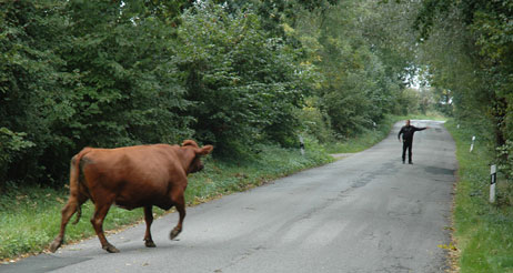 Eine Herde flüchtiger Kühe brauchte heute Verkehrslenkung, um die heimische Weide wiederzufinden. Fotos: TA