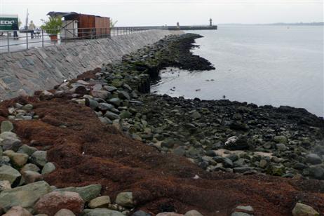 Travemünde Aktuell: Niedrigwasser auf der Trave zeitweise unter 4 Meter