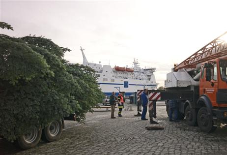 Der Weihnachtsbaum ist auf dem Wochenmarkt angekommen. Foto: KARL ERHARD VÖGELE