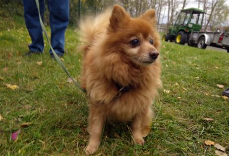 Warten auf den Baum – und auf einen Rüden, meinte die Hundedame