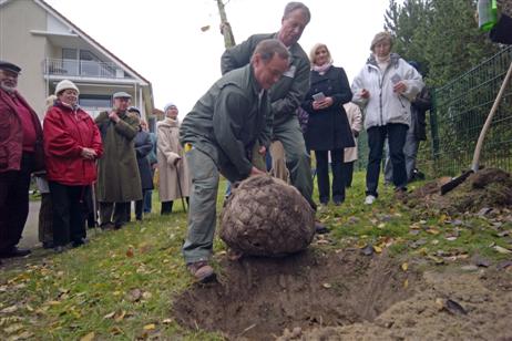 Hier kommt Acer pseudoplatanus, der spätere »Martin«