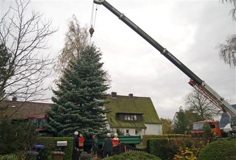Travemünde Aktuell: Altstadt-Initiative: Der Weihnachtsbaum vor St. Lorenz Travemünde