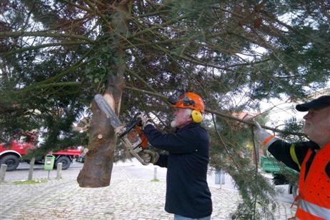 Travemünde Aktuell: Altstadt-Initiative: Der Weihnachtsbaum vor St. Lorenz Travemünde