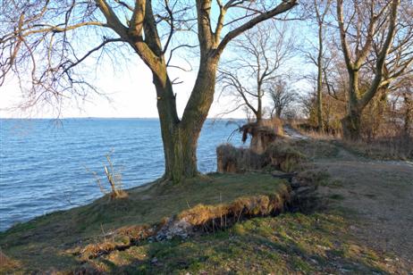 Hier hat sich etwas getan am Baum im Vordergrund: vor einigen Wochen noch waren die Risse kleiner und die ganze Fläche um seinen Wurzelbereich herum war noch nicht so weit abgesackt. Welch ein Ereignis kündigt sich da an!