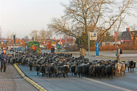 Der Schaf-Treck passiert den Parkplatz Baggersand. Alle Fotos: KARL ERHARD VÖGELE 