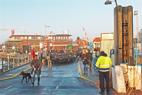 Travemünde Aktuell: Määähhh!