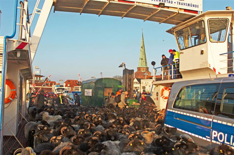 Travemünde Aktuell: Määähhh!