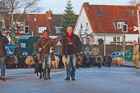 Schäfer Harry Lüdemann, Matthias Braun und 500 biologische Rasenmäher. Alle Fotos: KARL ERHARD VÖGELE 
