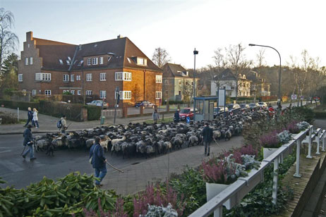 Travemünde Aktuell: Määähhh!
