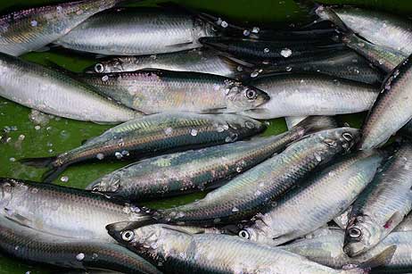 Hering: Fangfrisch direkt aus der Trave.