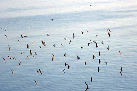 Travemünde Aktuell: Brodtener Ufer im Morgenlicht