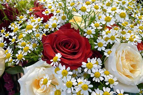 Travemünde Aktuell: 5-Sterne-Blumen