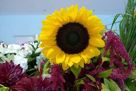 Travemünde Aktuell: 5-Sterne-Blumen