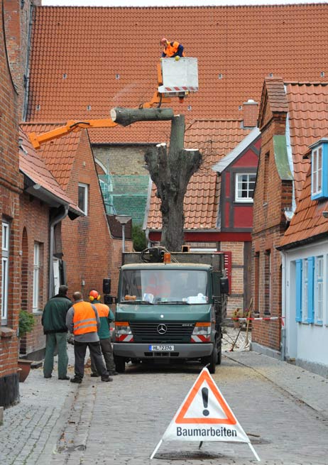 Achtung, Baum fällt! Die Linde ist jetzt ein ordentliches Stück kürzer. Foto: TA
