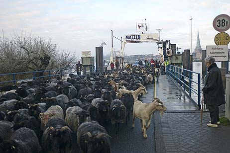 Travemünde Aktuell: Schaftreck nach Mecklenburg