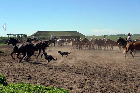 Travemünde Aktuell: Der Passatchor besuchte eine Ranch und verabschiedete sich am Abend in den Kneipen ums Hotel herum von der schönen Stadt am Rio de la Plata