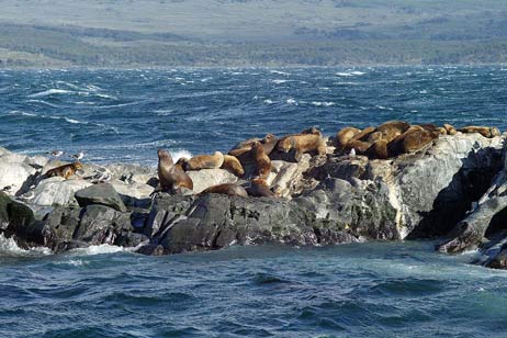 Auf der ersten Insel bekamen wir Kormorane und Schweinsrobben zu sehen. Foto: KARL ERHARD VÖGELE 