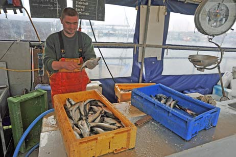 Rund drei Sekunden braucht Michael im Travemünder Fischereihafen, um einen Hering auszunehmen. Foto: TA
