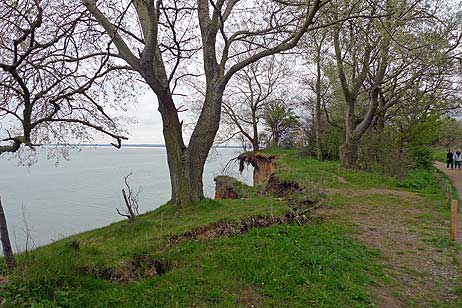 Travemünde Aktuell: Der »schwindelfreie Baum« am Brodtener Steilufer