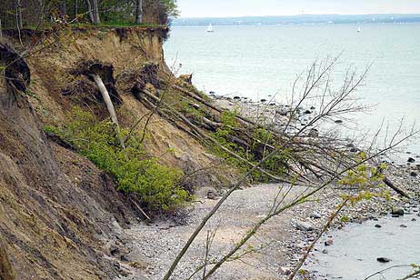 Travemünde Aktuell: Der »schwindelfreie Baum« am Brodtener Steilufer