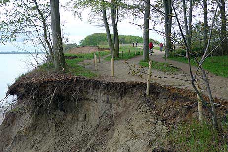 Travemünde Aktuell: Der »schwindelfreie Baum« am Brodtener Steilufer