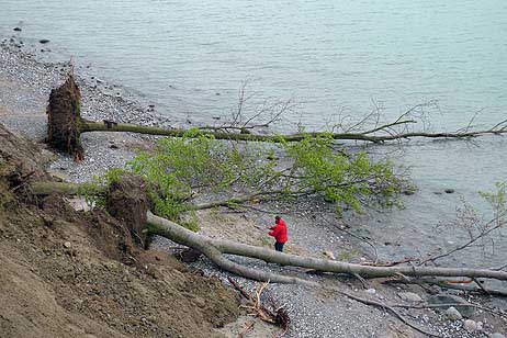 Travemünde Aktuell: Der »schwindelfreie Baum« am Brodtener Steilufer