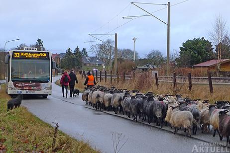 Travemünde Aktuell: Tierischer Andrang auf der Priwallfähre