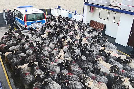 Travemünde Aktuell: Tierischer Andrang auf der Priwallfähre